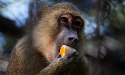 Animais do Zoológico de VR ganham picolés de frutas para amenizar o calor